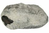Fossil Whale Ear Bone - Miocene #177785-1